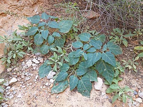 Jimson Weed (Datura wrightii)