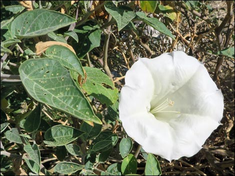 Jimson Weed (Datura wrightii)