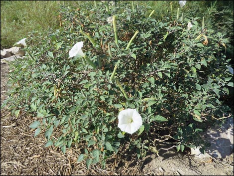 Jimson Weed (Datura wrightii)