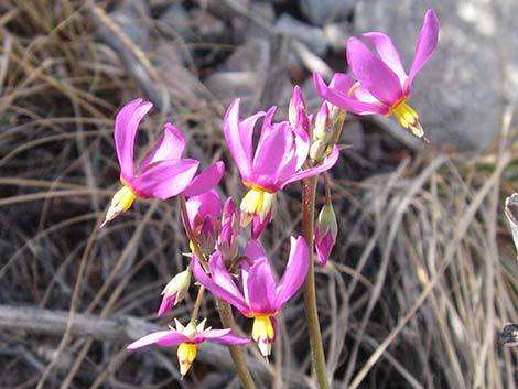 Darkthroat Shootingstar (Dodecatheon pulchellum)