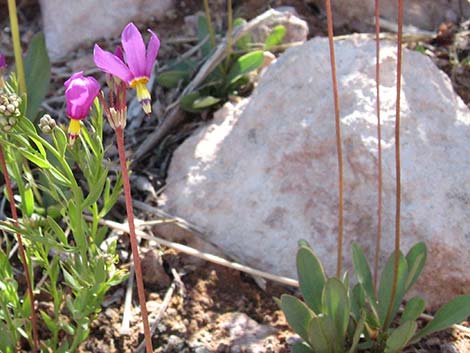 Darkthroat Shootingstar (Dodecatheon pulchellum)