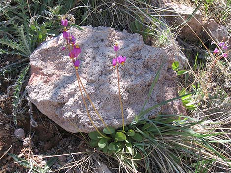 Darkthroat Shootingstar (Dodecatheon pulchellum)