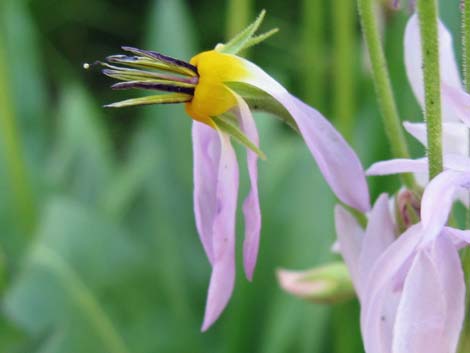 Scented Shootingstar (Dodecatheon redolens)