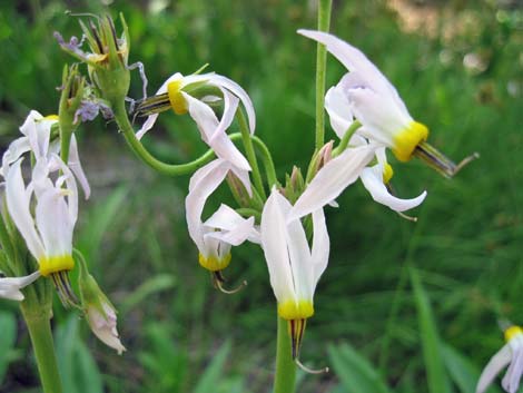 Scented Shootingstar (Dodecatheon redolens)