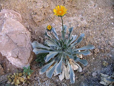 Silverleaf Sunray (Enceliopsis argophylla)