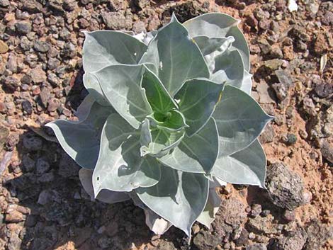 Silverleaf Sunray (Enceliopsis argophylla)