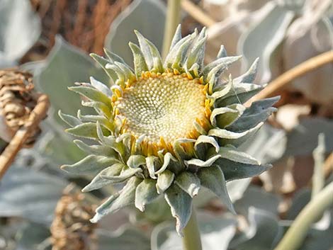 Silverleaf Sunray (Enceliopsis argophylla)