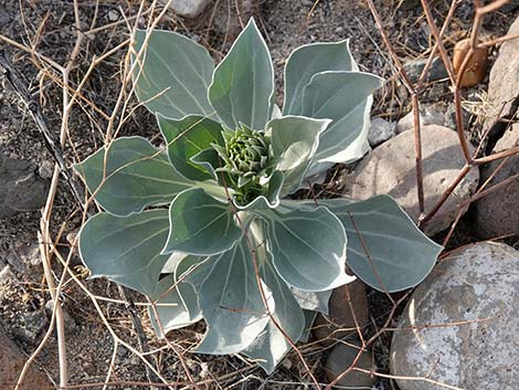 Silverleaf Sunray (Enceliopsis argophylla)