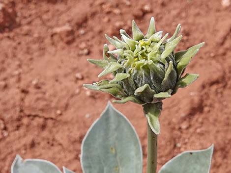 Silverleaf Sunray (Enceliopsis argophylla)