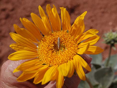 Silverleaf Sunray (Enceliopsis argophylla)