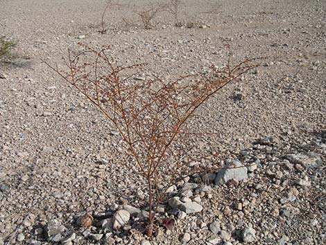 Skeletonweed (Eriogonum inflatum var. deflatum)