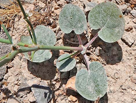 Skeletonweed (Eriogonum inflatum var. deflatum)