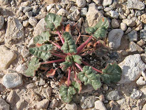 Desert Trumpet (Eriogonum inflatum)