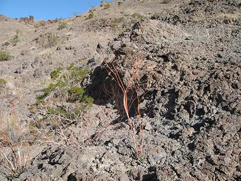 Desert Trumpet (Eriogonum inflatum)