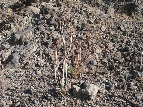 Desert Trumpet (Eriogonum inflatum)