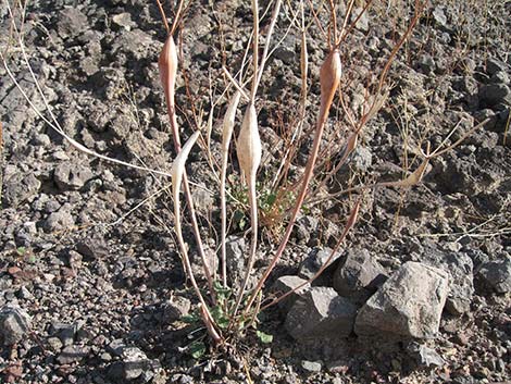 Desert Trumpet (Eriogonum inflatum)