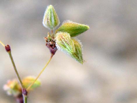 Desert Trumpet (Eriogonum inflatum)