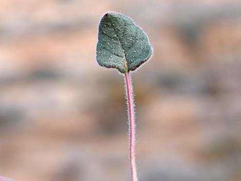 Desert Trumpet (Eriogonum inflatum)