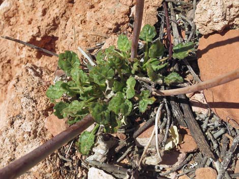 Desert Trumpet (Eriogonum inflatum)