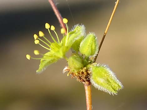 Desert Trumpet (Eriogonum inflatum)