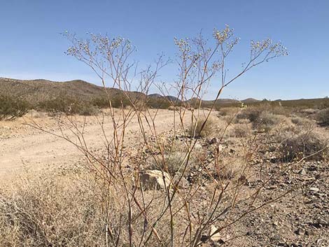 Desert Trumpet (Eriogonum inflatum)