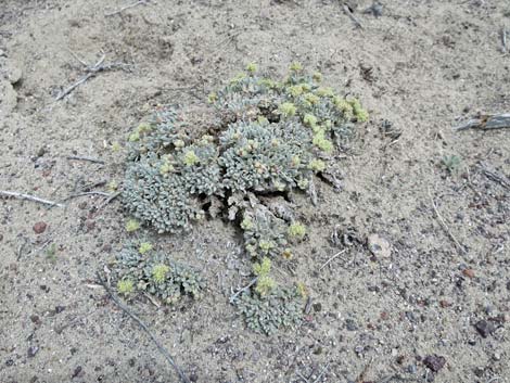 Shockley's Buckwheat (Eriogonum shockleyi)