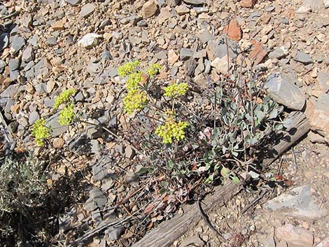 Sulphur-flower Buckwheat (Eriogonum umbellatum var versicolor)