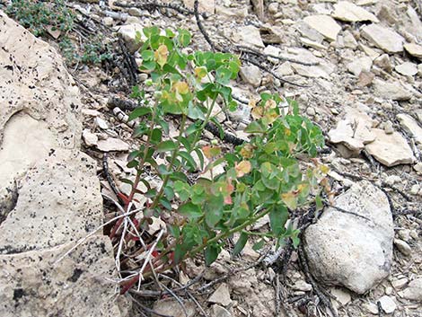 Horned Spurge (Euphorbia brachycera)