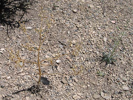 Desert Frasera (Frasera albomarginata)