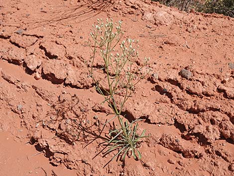 Desert Frasera (Frasera albomarginata)