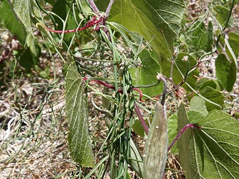 Hartweg's Climbing Milkweed (Funastrum heterophyllum)