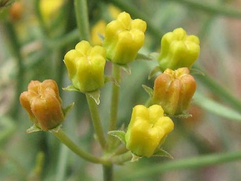 Utah Vine Milkweed (Funastrum utahense)