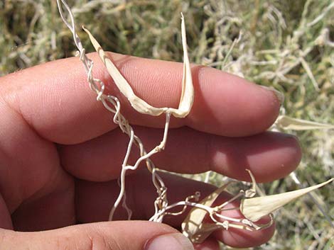 Utah Vine Milkweed (Funastrum utahense)