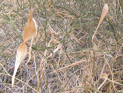 Utah Vine Milkweed (Funastrum utahense)