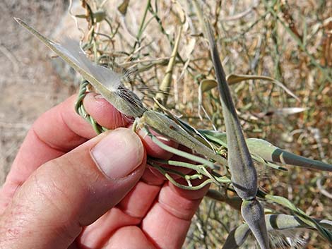 Utah Vine Milkweed (Funastrum utahense)