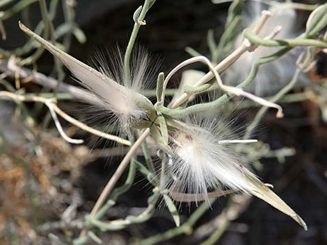 Utah Vine Milkweed (Funastrum utahense)