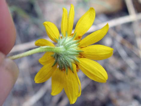 Nevada Goldeneye (Heliomeris multiflora)