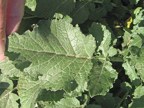 Shortpod Mustard (Hirschfeldia incana)