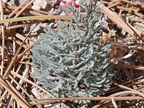 Arizona Skyrocket (Ipomopsis arizonica)