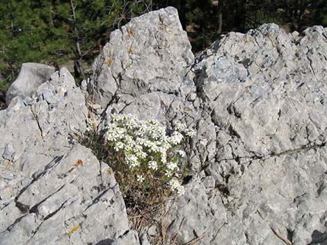 Nuttall's Linanthus (Leptosiphon nuttallii ssp. pubescens)