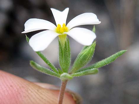 Nuttall's Linanthus (Leptosiphon nuttallii ssp. pubescens)