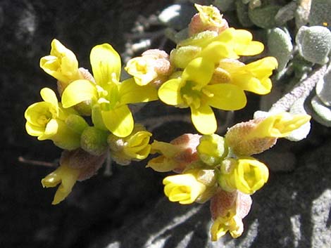 King Bladderpod (Physaria kingii)