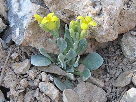 King Bladderpod (Physaria kingii)