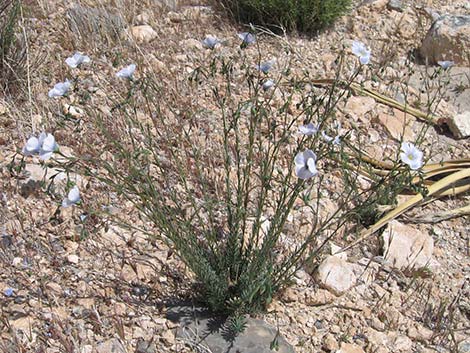 Lewis' Flax (Linum lewisii)