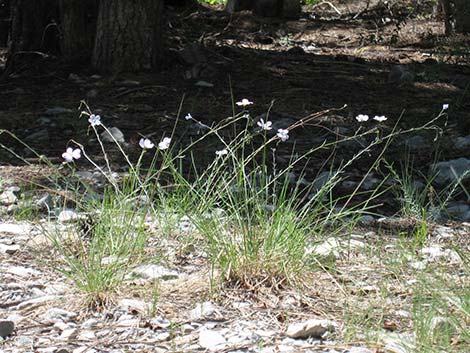 Lewis' Flax (Linum lewisii)