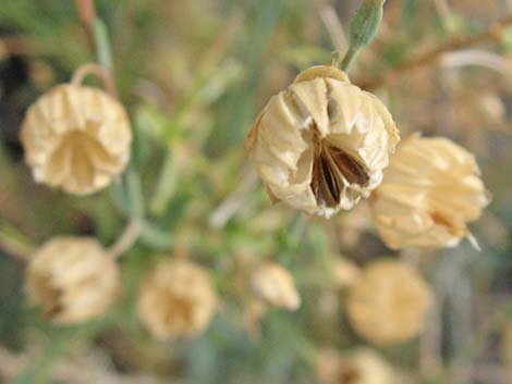 Lewis' Flax (Linum lewisii)