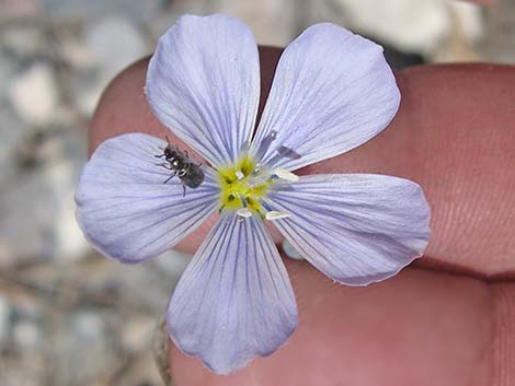 Lewis' Flax (Linum lewisii)