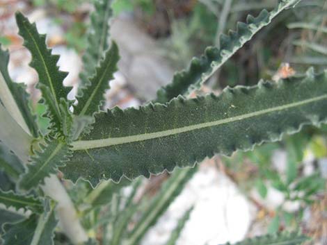 Smoothstem Blazingstar (Mentzelia laevicaulis)