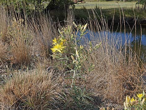 Smoothstem Blazingstar (Mentzelia laevicaulis)