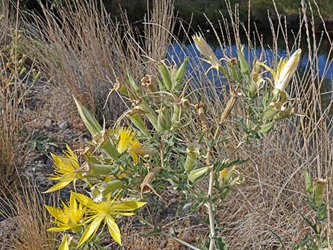 Smoothstem Blazingstar (Mentzelia laevicaulis)